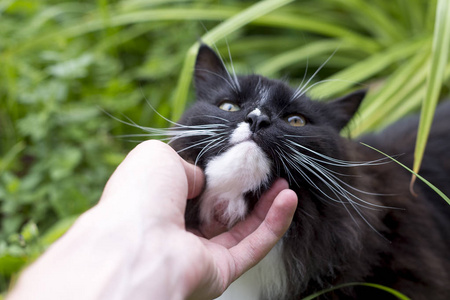 一个男人抚摸着他心爱的黑毛猫图片