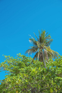 绿色, 新鲜盛开的热带森林棕榈树