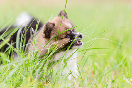 可爱的小狗在草丛中咀嚼的图片