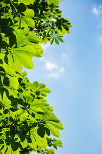 绿色的叶子在栗子树上, 蓝色的天空。具有文本空间的夏季或春季背景