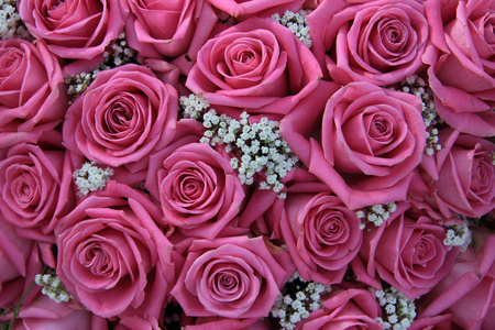 粉红玫瑰和白色满天星
