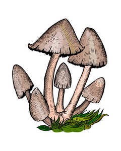 鸡腿菇, 毛茸茸的墨水帽, 律师的假发, 或毛茸茸的鬃毛。蘑菇 Chlorophyllum molybdites
