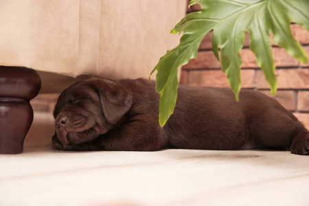 巧克力拉布拉多猎犬小狗睡在地板室内