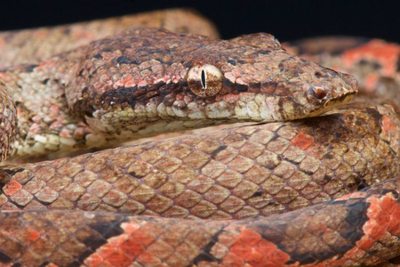 Candoia bibroni, 太平洋树蟒蛇