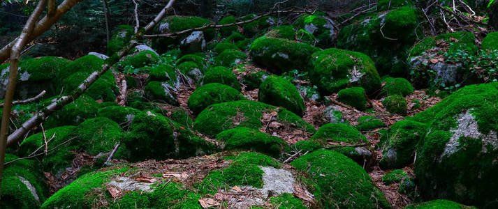 五颜六色的绿色苔藓大石头。照片描绘了一个明亮的浓密地衣在神秘森林的老灰色石头