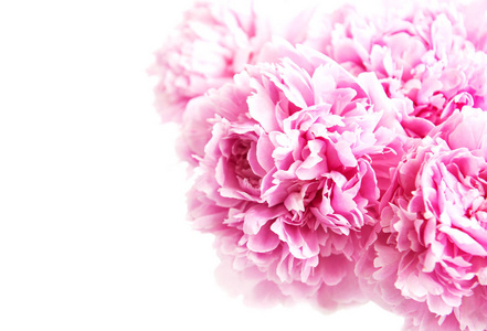 美粉色牡丹花作为自然背景