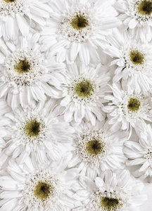 由白色洋甘菊雏菊花的花卉图案。平躺，顶视图。花卉的背景。模式的花蕾