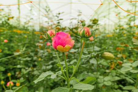 厄瓜多尔花园温室中的美丽单粉红色玫瑰花