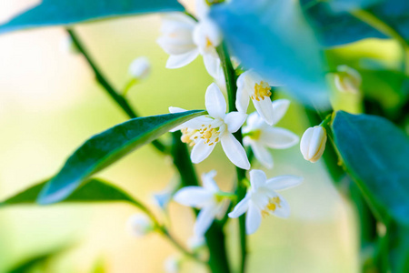 国语盛开的树, 美丽柔和的白色花朵在新鲜的绿树上, 抽象的自然背景, 春天的时间献上