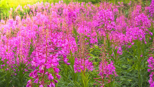 伊万茶, kiprei, epilobium, 草药茶在田间, 特写