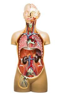人体解剖学的塑性模型, 医学内脏系统在白色背景下的分离