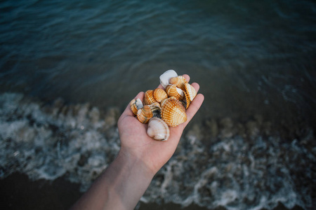 贝壳在手, 亚得里亚海意大利海岸阿普利亚