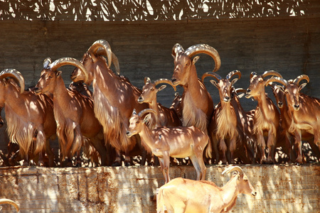 巴巴羊吃草ammotragus lervia 为生。马德里动物园
