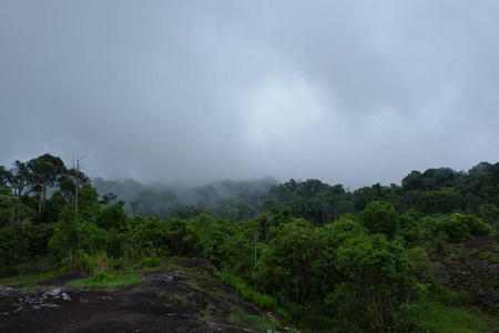 雨森林与薄雾图片