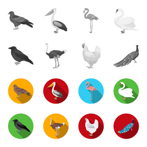 乌鸦, 鸵鸟, 鸡肉, 孔雀。鸟类在单色平面式矢量符号股票插图网中设置集合图标