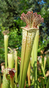 白榜首猪笼草山地瓶子 leucophylla