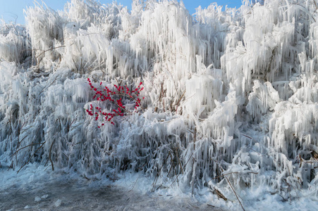 树上的冬冰柱和用红色人造花装饰的树枝