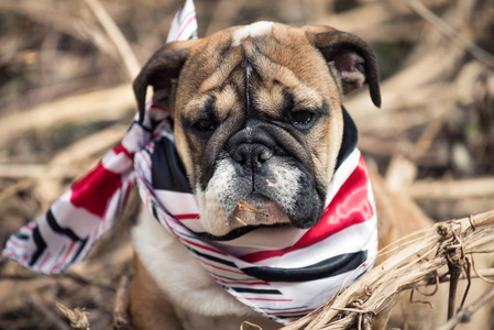 英国斗牛犬3月肖像特写