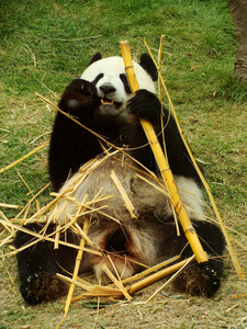 巨型熊猫熊吃箭竹 大熊猫 中国