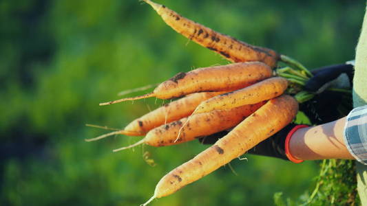 侧面视图 农民在手套持有一大堆胡萝卜。有机耕作概念