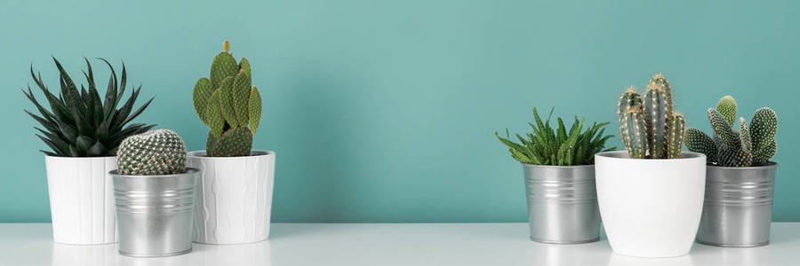 现代客房装饰。收集各种盆栽仙人掌家植物在白色的架子上对柔和的绿松石彩色墙壁。仙人掌植物横幅