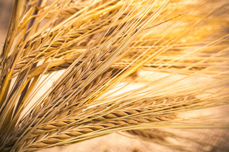 小麦在麻布上的耳朵