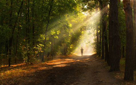早晨在森林里。太阳光线。漫步大自然图片