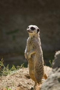 suricate 或猫鼬