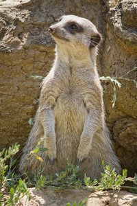 suricate 或猫鼬