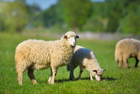 绿草草地上的羊