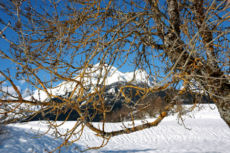 冬季的树枝在前景和下雪的冬天风景与山在背景