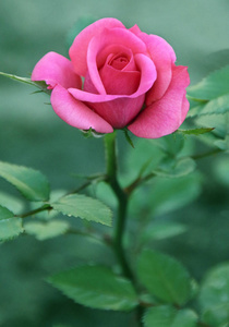 精致的粉红色玫瑰在花园里