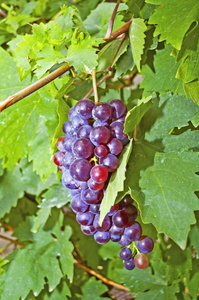 关于布什的新鲜红葡萄