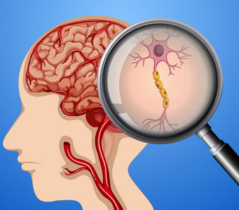 人脑神经元神经图示的人体解剖学研究