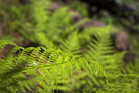 蕨类背景, 绿色植物质地, 阳光下的热带叶子