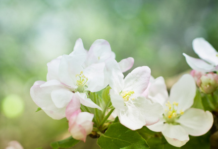 野生苹果花