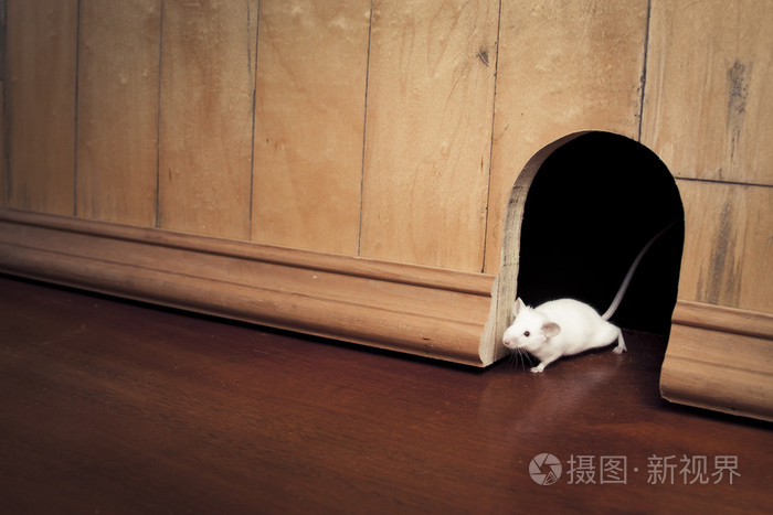 一只老鼠,它的洞里出来
