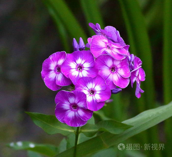 花紫色夹竹桃