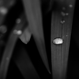 雨滴在黑色背景上的叶子