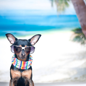 狗在沙滩上戴着头巾和眼镜, 休闲的概念, 我想去度假。时尚的玩具梗在海上。文本空间