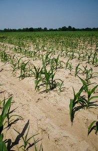 在伊利诺伊州玉米田的干旱条件图片