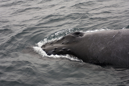 打破的海洋表面的驼背鲸吹孔