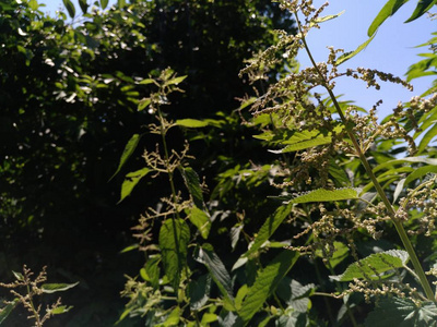 白色的死荨麻在草丛中。荨麻异株, 常叫普通荨麻或刺荨麻