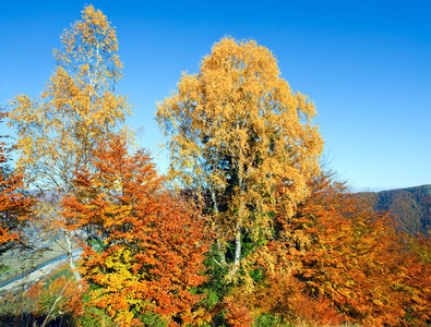 秋季 nimchich 山口