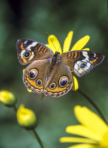 Junonia coenia, 被称为共同的七叶树或七叶树, 是一只蝴蝶在蛱蝶家庭