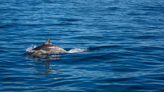 蓝色的水中的海豚