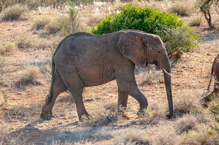 非洲大象, 非洲象属基利坎贝尔, 国家公园, 肯尼亚, 非洲, Proboscidea 秩序, Elephantidae 家庭