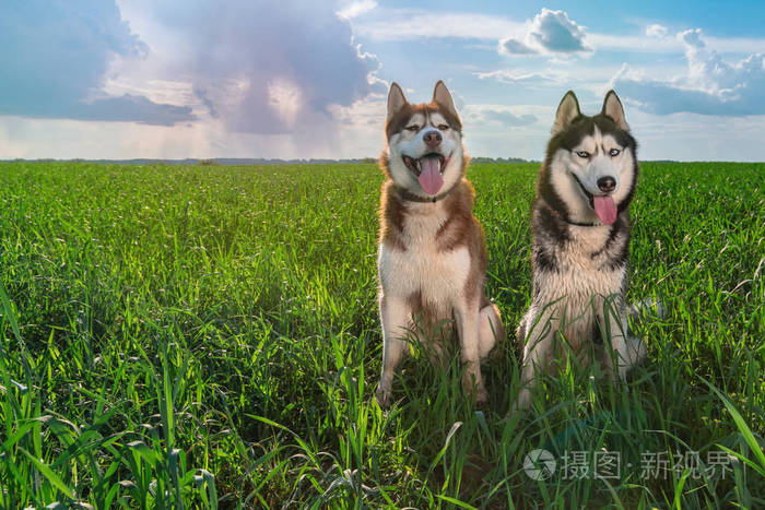 两只沙哑的狗 带着快乐的面孔 坐在美丽的夏日绿色草地上 面对阳光