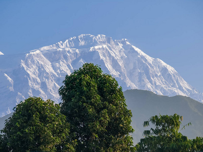 芒 Lamjung 雪山位于喜马拉雅布尔纳地块。查看从博克拉城市的前景, 尼泊尔的树木