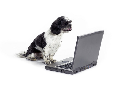 狗坐看笔记本电脑